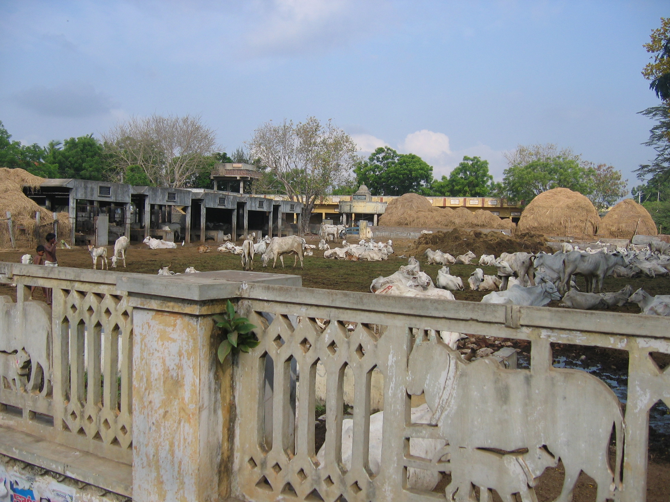 Gau Seva